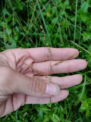 Paspalum mandiocanum