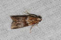 Acrobasis repandana