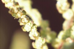 Dysphania rhadinostachya inflata