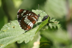 Neptis rivularis