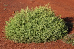 Dysphania rhadinostachya inflata