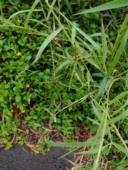 Cyperus polystachyos