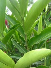 Alpinia purpurata
