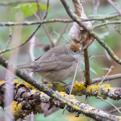 Sylvia atricapilla