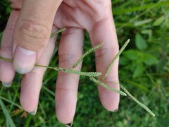 Paspalum scrobiculatum