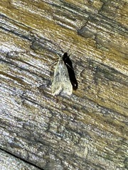 Dichomeris punctipennella