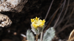 Trichoptilium incisum