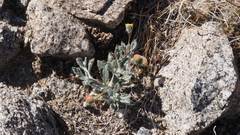 Trichoptilium incisum