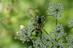 Rutpela maculata