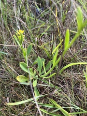 Polygala rugelii