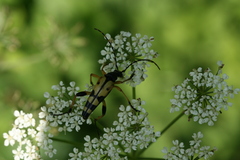 Rutpela maculata