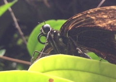 Papilio iswara