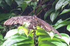 Papilio iswara