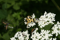 Rutpela maculata