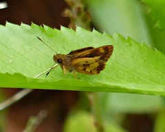 Pheraeus perpulcher