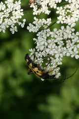 Rutpela maculata