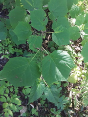 Acer tegmentosum