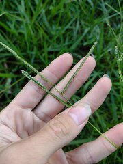 Paspalum scrobiculatum