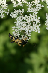 Rutpela maculata