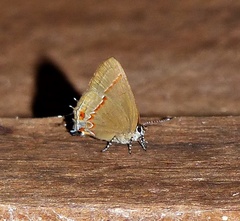 Calycopis caulonia