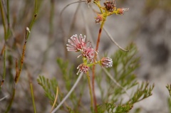 Serruria elongata