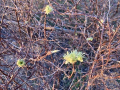 Lonicera caerulea edulis