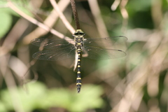 Cordulegaster bidentata