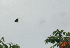 Troides helena cerberus