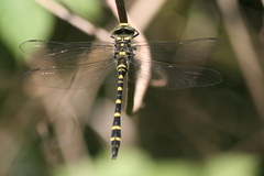 Cordulegaster bidentata