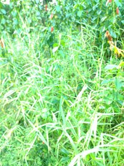 Urochloa mutica