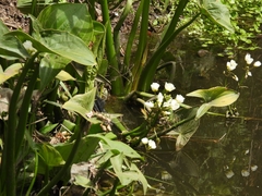 Sagittaria montevidensis