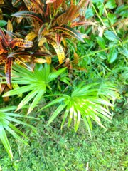 Livistona chinensis