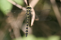 Cordulegaster bidentata