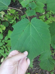 Acer tegmentosum