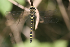 Cordulegaster bidentata
