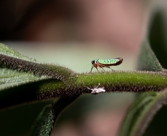 Versigonalia vermiculata