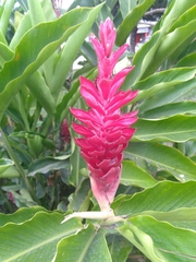 Alpinia purpurata