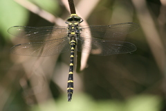 Cordulegaster bidentata