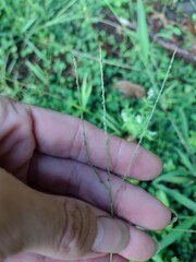 Digitaria violascens