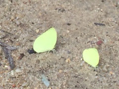 Gandaca harina distanti