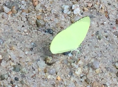 Gandaca harina distanti