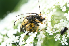 Rutpela maculata