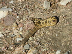 Crotalus molossus molossus