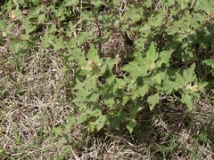 Sphaeralcea bonariensis