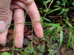 Paspalum mandiocanum