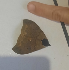 Automeris liberia