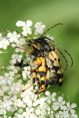 Rutpela maculata