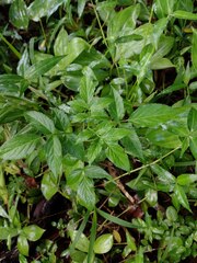Sambucus cerulea