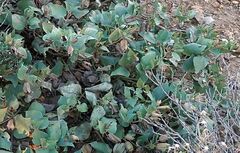 Mirabilis multiflora pubescens