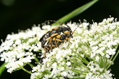 Rutpela maculata